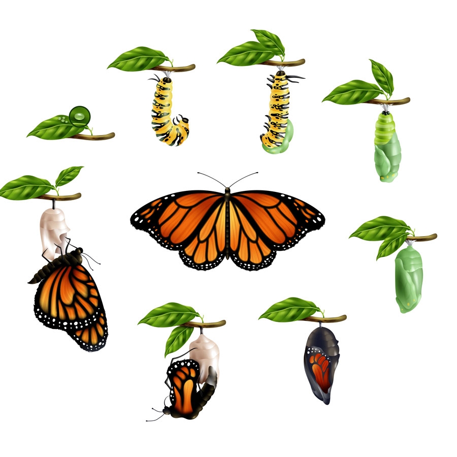 VlinderProces